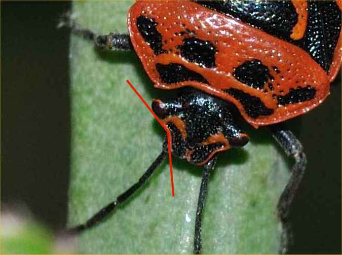 Pentatomidae: Eurydema ventralis dell''Abruzzo (AQ)